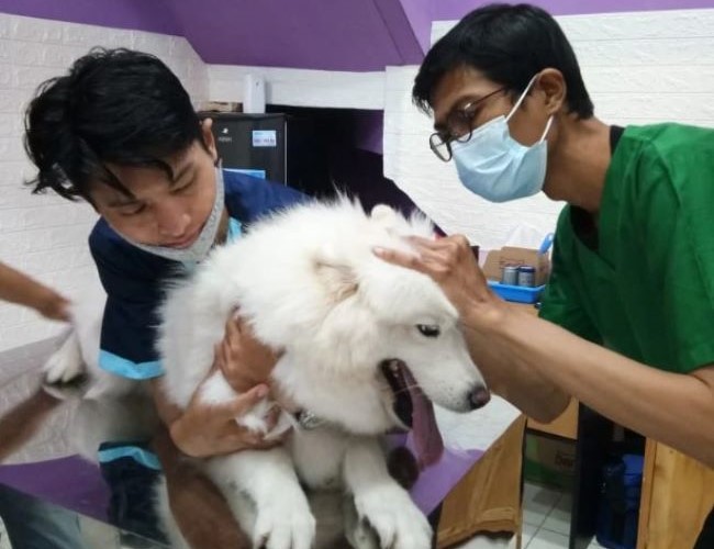 Merawat Sahabat Berkaki Empat: Klinik Hewan yang Siap Membantu