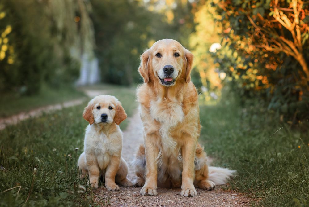 Rahasia Merawat Bulu Anjing Golden Agar Tetap Berkilau dan Bersih